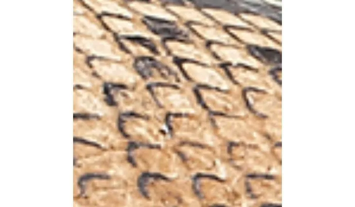 Sandals Women Franco Sarto Sarto Oak Espadrille Sandal Beige Multi Snake Leather Sandals Women Franco Sarto Sarto Oak Espadrille Sandal Beige Multi Snake Leather